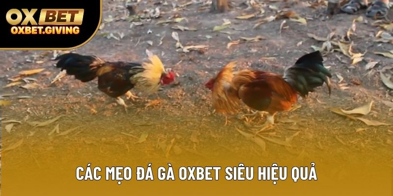 Các mẹo đá gà OXBET siêu hiệu quả
