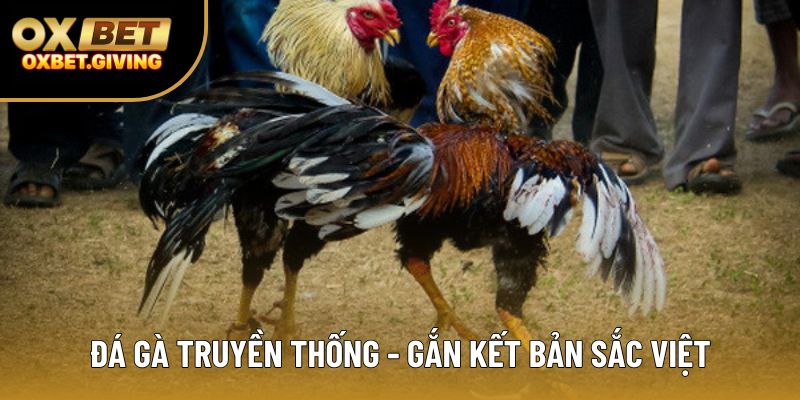 Đá gà truyền thống - gắn kết bản sắc Việt