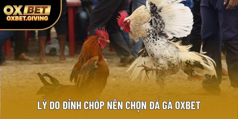 Lý do đỉnh chóp nên chọn đá gà OXBET