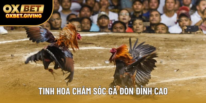 Tinh hoa chăm sóc gà đòn đỉnh cao